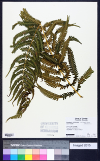 Dryopteris clintoniana image