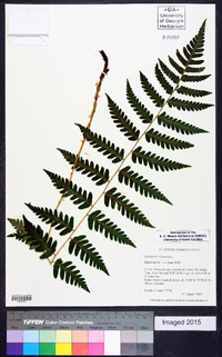 Dryopteris clintoniana image