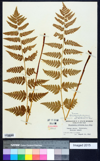 Dryopteris clintoniana image