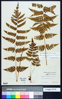 Dryopteris clintoniana image