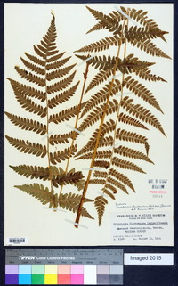 Dryopteris clintoniana image