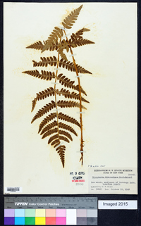 Dryopteris clintoniana image