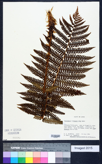 Dryopteris crassirhizoma image