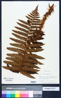 Dryopteris crassirhizoma image