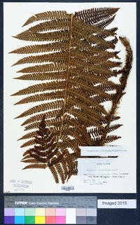 Dryopteris crassirhizoma image