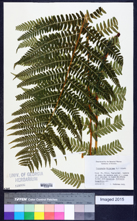 Dryopteris filix-mas image