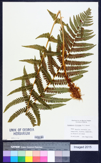 Dryopteris filix-mas image