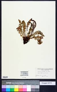 Dryopteris fragrans image