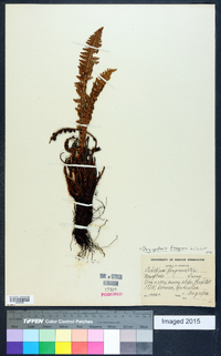 Dryopteris fragrans image