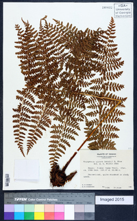 Dryopteris glabra image