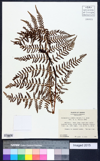 Dryopteris glabra image