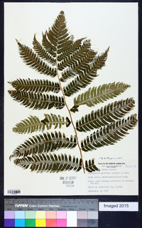 Dryopteris goldieana image