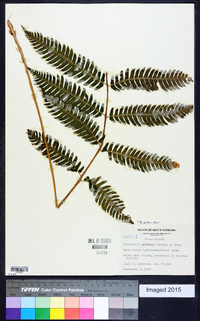 Dryopteris goldieana image