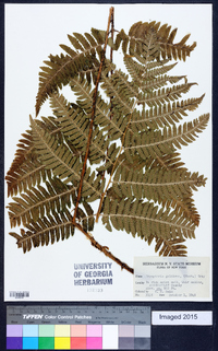 Dryopteris goldieana image