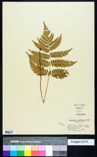 Dryopteris goldieana image