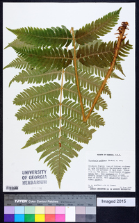 Dryopteris goldieana image