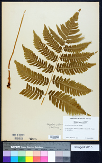 Dryopteris goldieana image