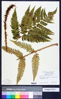 Dryopteris goldieana image