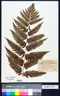 Dryopteris goldieana image