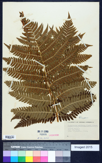 Dryopteris goldieana image