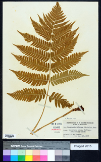 Dryopteris goldieana image