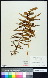 Dryopteris ludoviciana image