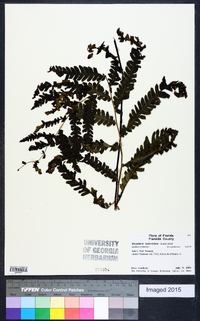 Dryopteris ludoviciana image