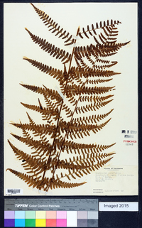 Dryopteris ludoviciana image