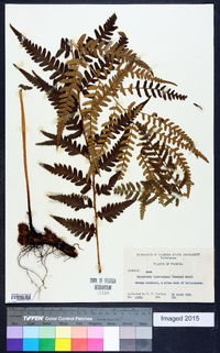 Dryopteris ludoviciana image