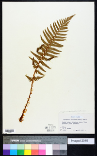 Dryopteris ludoviciana image