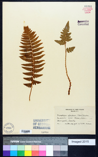 Dryopteris ludoviciana image