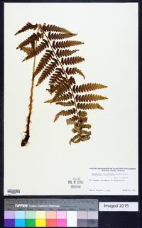 Dryopteris ludoviciana image