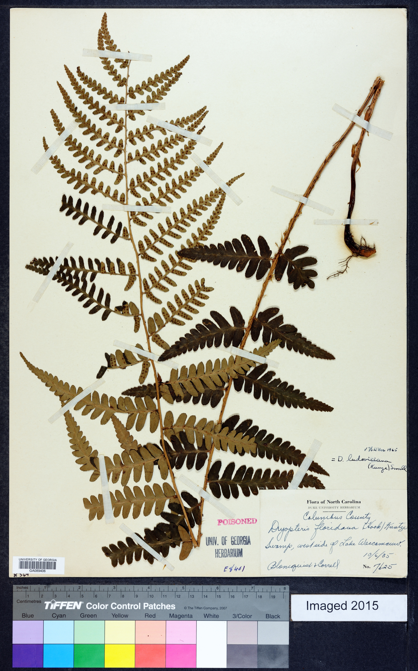 Dryopteris ludoviciana image
