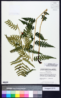 Dryopteris ludoviciana image