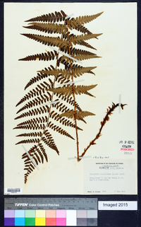 Dryopteris ludoviciana image