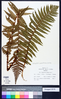 Dryopteris pseudomas image