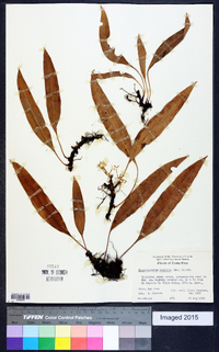 Elaphoglossum conforme image