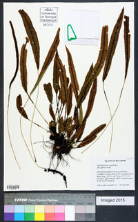 Elaphoglossum cuspidatum image