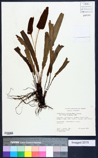 Elaphoglossum eximium image