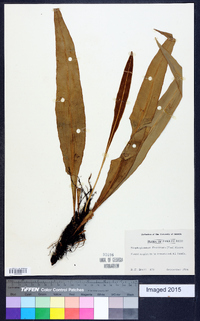 Elaphoglossum flaccidum image