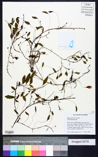 Elaphoglossum obovatum image