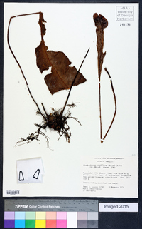 Elaphoglossum papillosum image