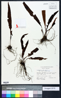 Elaphoglossum vestitum image