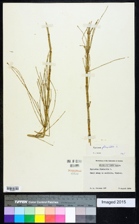 Equisetum fluviatile image