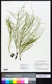 Equisetum palustre image