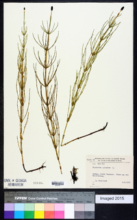 Equisetum palustre image