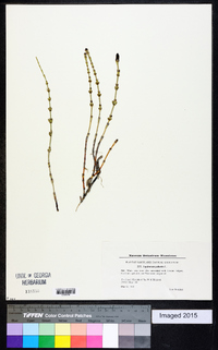 Equisetum palustre image