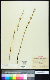 Equisetum palustre image