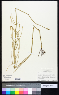 Equisetum ramosissimum image