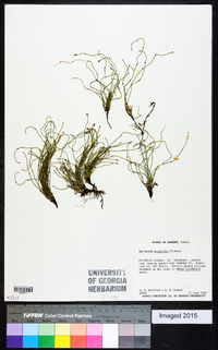 Equisetum scirpoides image